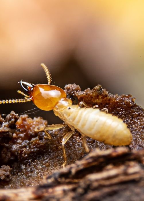 Diagnostic Termites